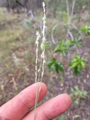 Digitaria brownii