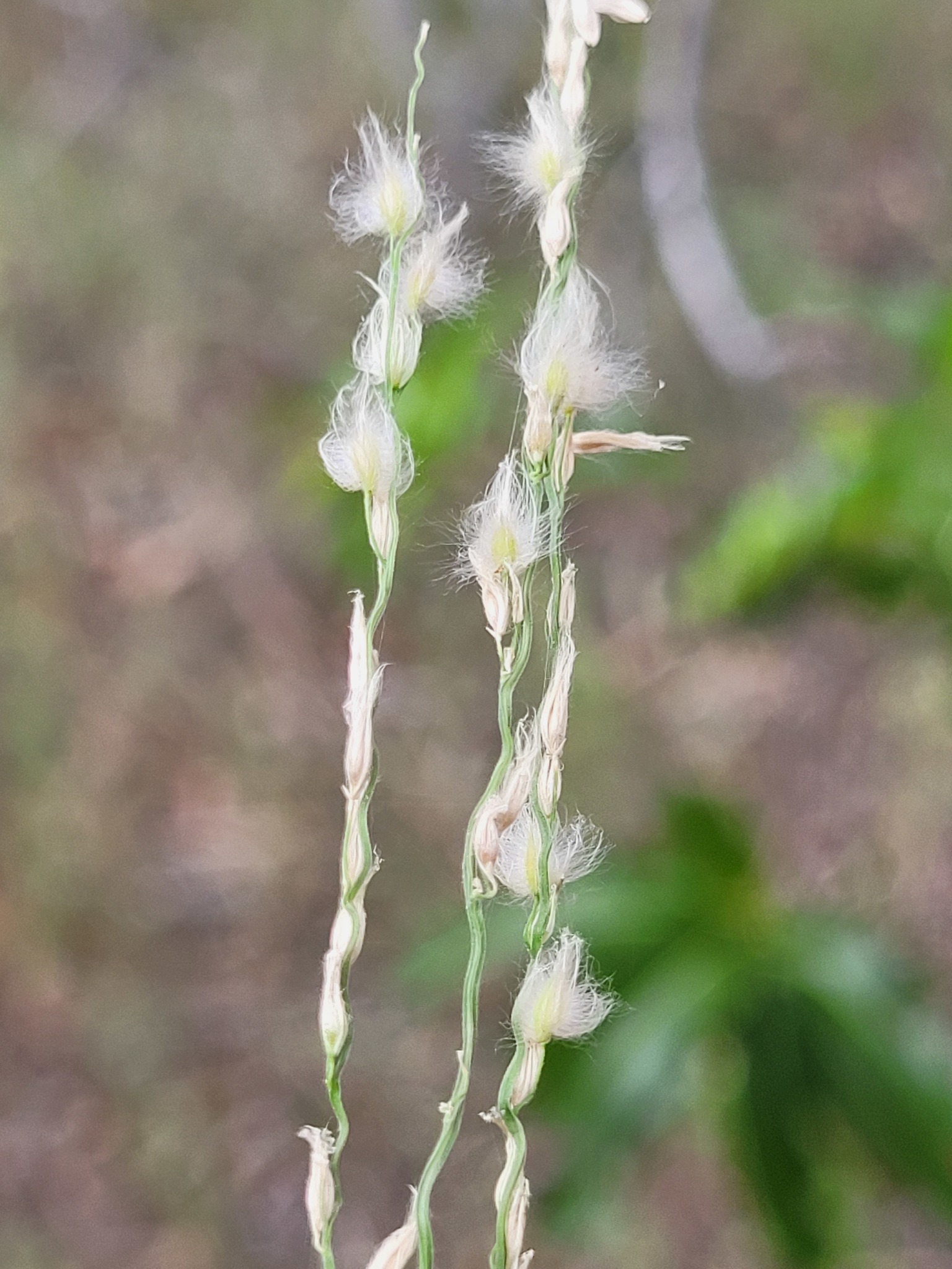 Digitaria brownii
