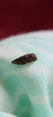 Myopsocidae