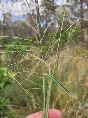 Digitaria breviglumis