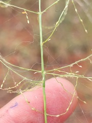 Digitaria breviglumis