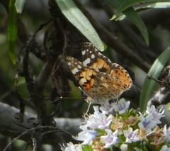 Danaus plexippus