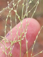 Digitaria breviglumis