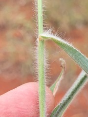 Digitaria breviglumis