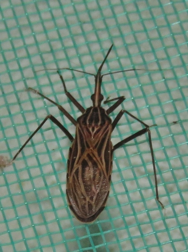 Rhodnius prolixus