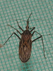 Rhodnius prolixus