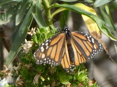 Danaus plexippus