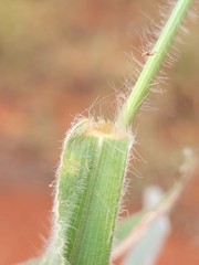 Digitaria breviglumis