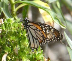 Danaus plexippus