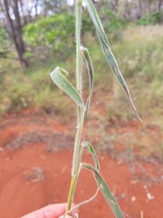 Digitaria breviglumis