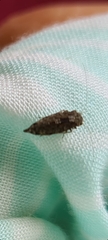 Myopsocidae