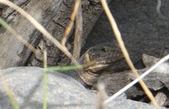 Gallotia stehlini