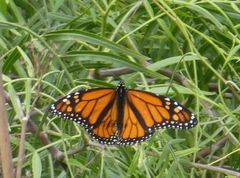 Danaus plexippus