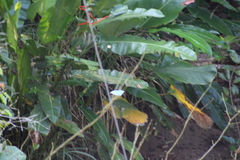 Morpho menelaus amathonte