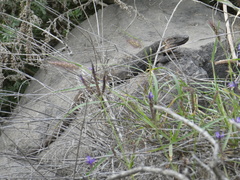 Gallotia stehlini