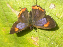 Heliophorus epicles
