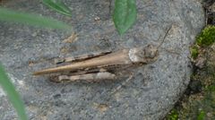 Acrotylus insubricus