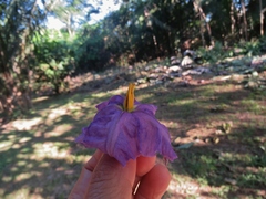 Solanum wrightii
