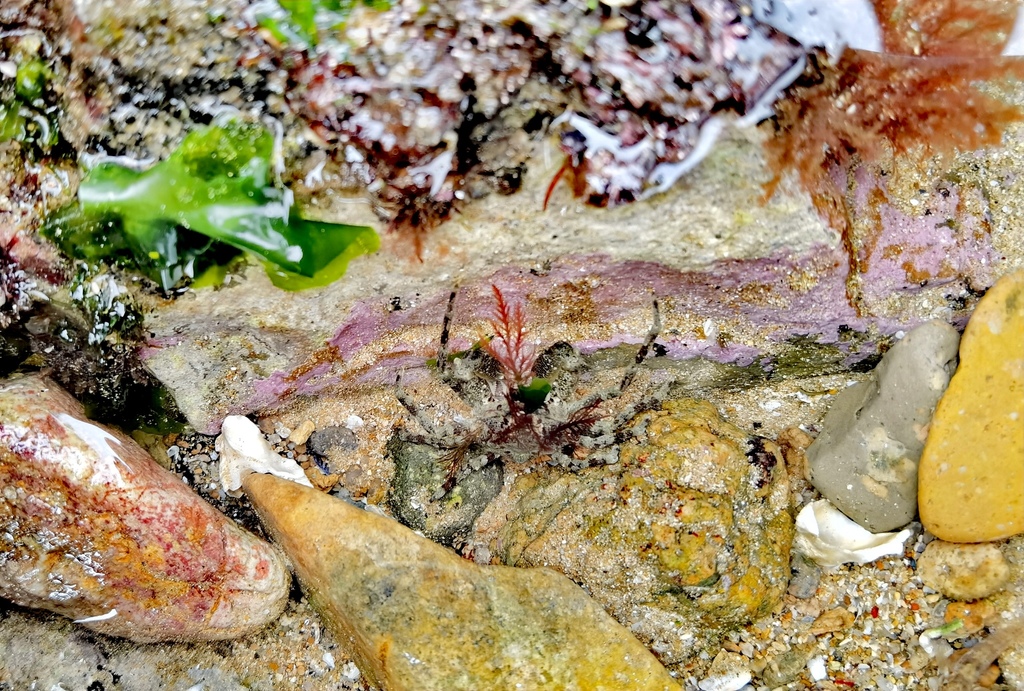 Pugettia longipes
