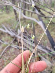 Enneapogon lindleyanus