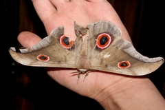 Lobobunaea phaedusa christyi