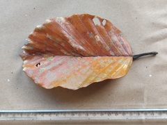 Dipterocarpus bourdillonii