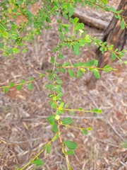 Erythroxylum australe