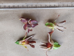 Dipterocarpus bourdillonii