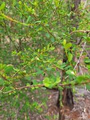Erythroxylum australe