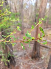 Erythroxylum australe
