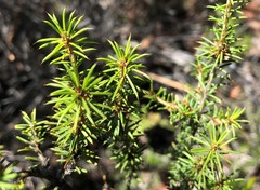 Pultenaea acerosa
