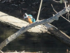 Alcedo atthis bengalensis