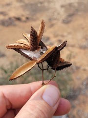 Flindersia dissosperma