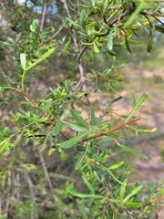 Flindersia dissosperma