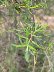 Flindersia dissosperma