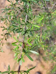 Flindersia dissosperma