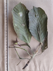 Dipterocarpus bourdillonii