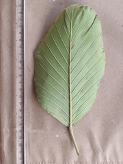 Dipterocarpus bourdillonii