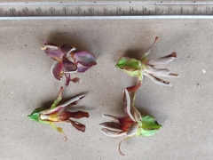 Dipterocarpus bourdillonii