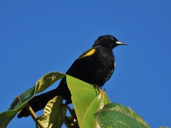 Icterus cayanensis