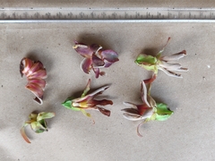 Dipterocarpus bourdillonii