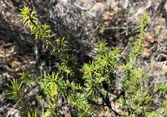 Pultenaea acerosa