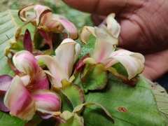 Dipterocarpus bourdillonii