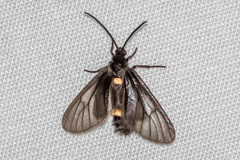 Psichotoe duvaucelii