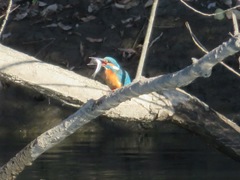 Alcedo atthis bengalensis