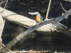 Alcedo atthis bengalensis