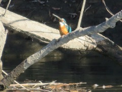 Alcedo atthis bengalensis