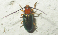 Spilocephalus intermedius