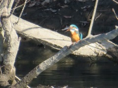 Alcedo atthis bengalensis