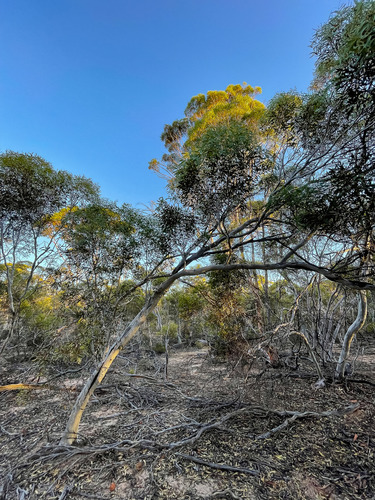 Eucalyptus erythronema, 2022-02-04
